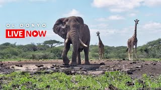 ol Donyo Lodge  Wildlife Live Stream – Kenya [upl. by Romano]