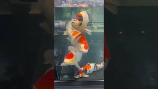 The Best Koi Aquarium That Ive Ever Seen [upl. by Tnert]