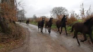 Manlio Fani  il Branco di Cavalli Romani verso Cavalli a Roma  Video 03 [upl. by Goddart586]