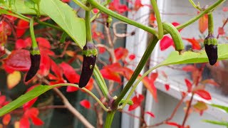 Prepping my Chilli Plants for Winter [upl. by Cyprio]