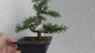 Bonsai juniperus [upl. by Akaenahs]