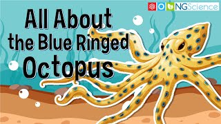 All About the Blue Ringed Octopus [upl. by Ginder]