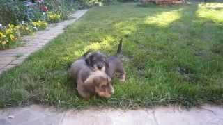 Champion Miniature Wirehaired dachshund puppies for sale [upl. by Perseus]