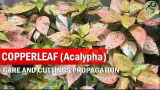 COPPERLEAF Plant Care  Acalypha wilkesiana  How to grow Khalifa Plant from Cuttings  in English [upl. by Ocirne]