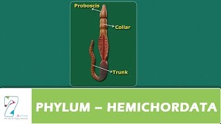 PHYLUM – HEMICHORDATA [upl. by Suciram]