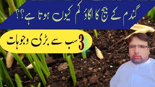 Wheat Seed GerminationFacts that affect wheat Seed GerminationGhulam Shabeer Velogs [upl. by Firman]