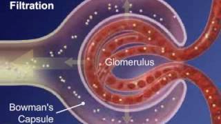 II  Sistema Urinário  Formação da Urina [upl. by Aneeuqahs424]