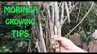 The SECRET To Growing MORINGA  Propagation Tips [upl. by Hinch]