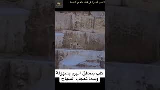 الكلب الذي تسلق الهرمThe Dog Who Climbed the PyramidSmallYouTuberIncredibleAnimalsDogAdventures [upl. by Shadow]