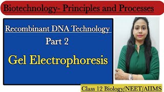 Gel Electrophoresis  Elution  Recombinant DNA Technology Part2  Class 12 BiologyNEETAIIMS [upl. by Nnylirehs]