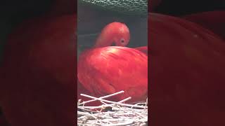 Scarlet Ibis The Brightest Bird in the Tropics [upl. by Nemsaj31]