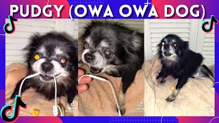 Pudgy owa owa dogFunniest TikToks compilation Part 1 [upl. by Bergen325]