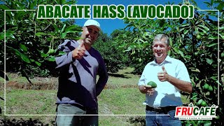 Plantio de Abacate HassAvocado adensado da certo [upl. by Witte]