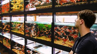 GOLDFISH Breeding Facility at Home  In Depth Tour [upl. by Aihtebat]