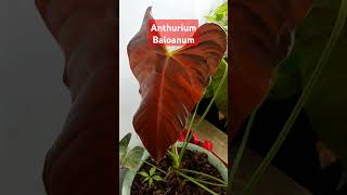 Anthurium Baloanum [upl. by Wehtta]