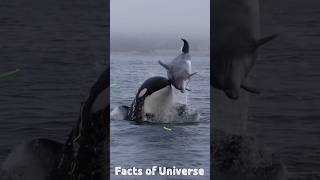 Orca Fish Bullying  Ants Colony Attack orca ants [upl. by Elspeth650]