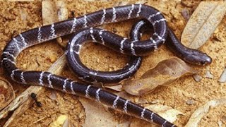 रात मे ही बाहर निकलता है ये जहरीला साप  Hindi करैत Marathi मण्यार English Common krait snake [upl. by Ahsened]