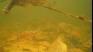 Corydoras in the Amazon 3 Robineae [upl. by Nellahs]