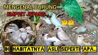 MENGENAL BURUNG EMPRIT JEPANG DI HABITATNYA NYA🐦🐦🤔🤔2024 [upl. by Orpheus]