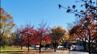 فصل الخريف في موريال L’Automne à Montréal [upl. by Beaston275]