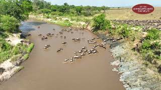 Great Migration 2024 Aerial Journey Across the Maasai Mara [upl. by Enidan]