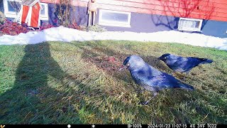 Many Jackdaws forage in the yard 🦜🦜🦜🩵🍁 [upl. by Akel]