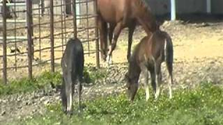 Observing Baby Horses Behavior foals in New Herds  Rick Gore Horsemanship [upl. by Terena]