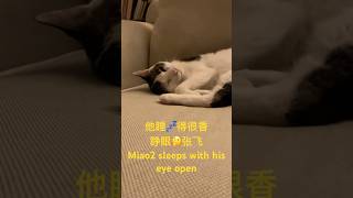 Miaomiao the cat sleeps with his eye open喵喵睁眼睡觉 cat 猫 [upl. by Idnem]