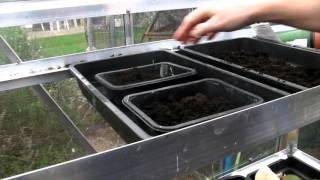 Sowing Lupins and Cornflowers  Claires Allotment  Part 277 [upl. by Ettevram]