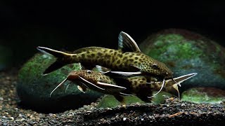 Synodontis Lucipinnis Breeding Panic Mode [upl. by Odnamla351]