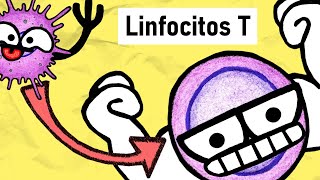 LINFOCITOS T  Activación Subpoblaciones y Funciones [upl. by Erinna]