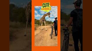 Giraffe Blocks Path 🫣 shorts shortsviral animals [upl. by Winfrid]