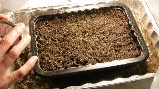 how to grow lobelia from seed how to sow lobelia seeds how to germinate lobelia seeds [upl. by Nnaxor466]