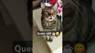 Hoje tem café ☕☕ cat gatosendogato shortscats gatos kitten catlover funnycats kitty felinos [upl. by Eiramik993]