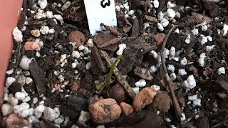 Lilly Pilly the first seedling I’ve successfully germinated from the seeds of my homegrown fruit [upl. by Dorwin432]