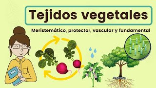 Tejidos vegetales [upl. by Creigh]