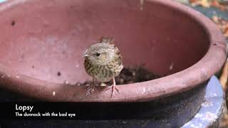 Tough being a dunnock [upl. by Mcneil]