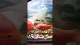 Sona kitna sona haiviral cute love fishes music song hindisong bollywood viralsong populars [upl. by Eldreda610]