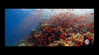 Red Sea quotAnthiasGoldfishquot [upl. by Llerryt938]