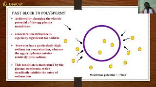 Block to polyspermy [upl. by Egoreg63]