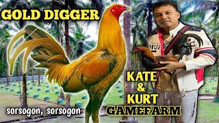 KATE amp KURT GAMEFARM  GOLD DIGGER  BIG FARM amp QUALITY GAMEFOWL IN THE PHILIPPINES [upl. by Deppy]