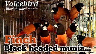 Black headed munia finch [upl. by Sices]