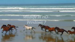 Wildlife In HD Windows 7 Sample Video [upl. by Yauqram]