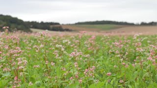 Gemeinsame Agrarpolitik GAP der EU  Nutzen für Landwirtinnen und Rolle der Landwirtschaftskammer [upl. by Aitnwahs953]