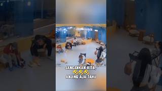 Mata anjing emang gak pernah salah🤣🤣🤣 [upl. by Ytsur313]