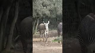 CRI du ZEBRE🦓 ZOO de MONTPELLIER [upl. by Analos990]