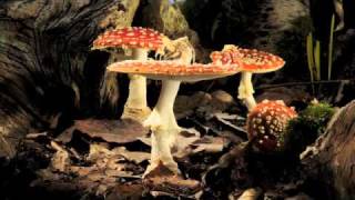 Fly Agaric toadstool growing timelapse [upl. by Artur]