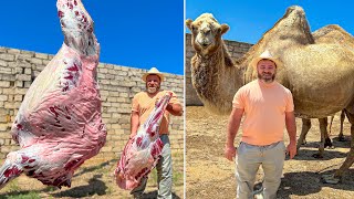 Cutting A Whole 700kg Camel The Biggest Dish in the World [upl. by Greggory84]