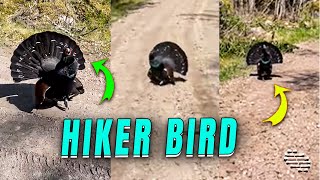 Hiker Startled by Feisty Capercaillie Bird During Workout [upl. by Enobe]