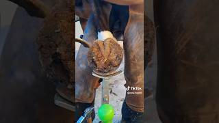 horse hoof trimming asmr shorts shorts ytshorts youtubeshorts horse hooftrimmer asmr [upl. by Wendolyn821]